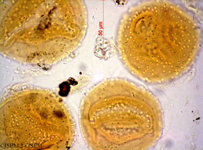ISEM 2/Brachystephanus_africanus_37606/Brachystephanus_africanus_37606_0001(copy)_thumb.jpg
